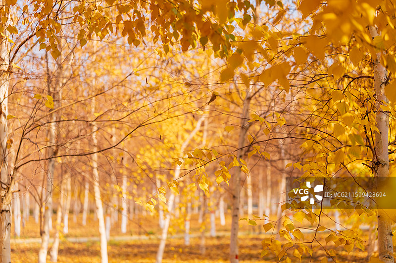 秋天 重阳节  秋高气爽 新疆兵团石河子市 落叶 黄叶 霜降 立秋图片素材
