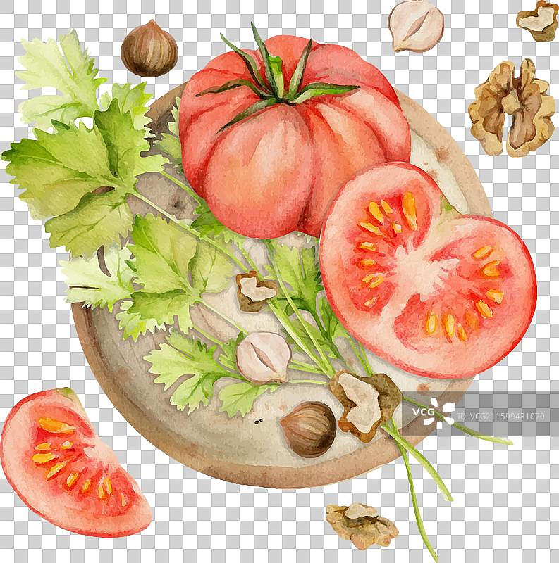 手绘水彩番茄蔬菜香菜图片素材