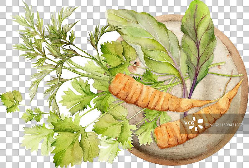 手绘水彩胡萝卜蔬菜，适合减肥图片素材