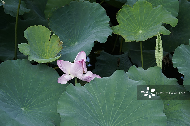 苏州公园半开的荷花图片素材