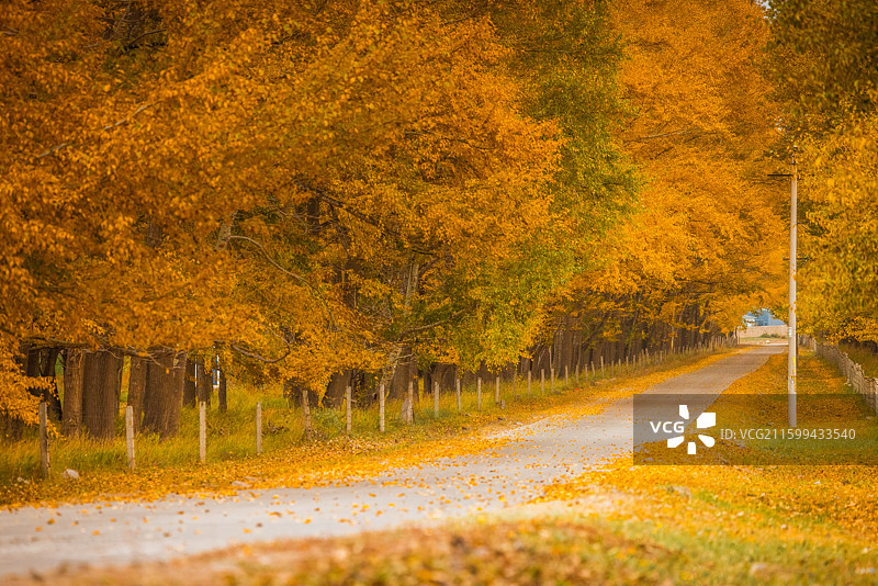汽车广告背景，秋景林荫道、乡间小路、秋日树林、乡村道路图片素材