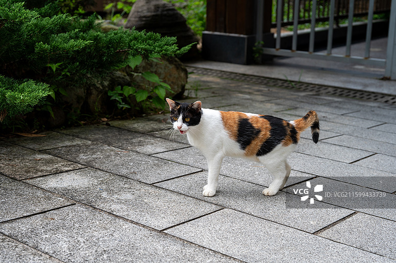 一只游客中心的三花猫图片素材