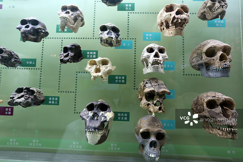 古猿头骨图片素材