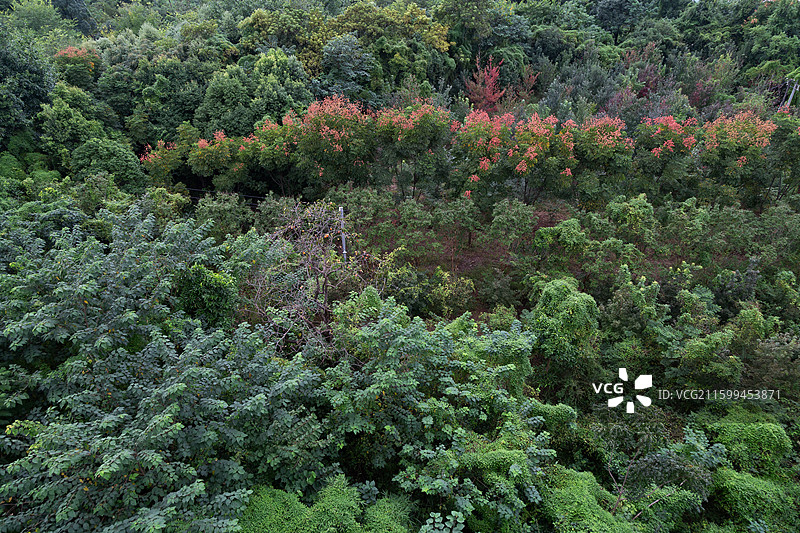 航拍成都龙泉山森林公园森林植被景观图片素材