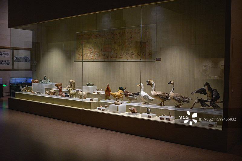 动物博物馆家禽标本图片素材