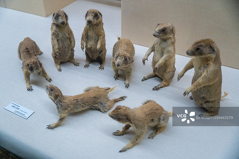 广东省博物馆藏品白尾土拨鼠标本图片素材