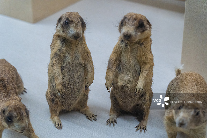 广东省博物馆藏品白尾土拨鼠标本图片素材