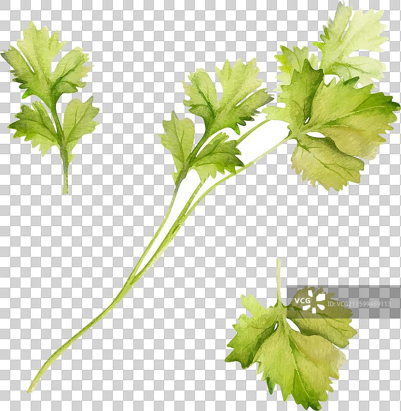 手绘水彩风格的香菜欧芹香草图片素材