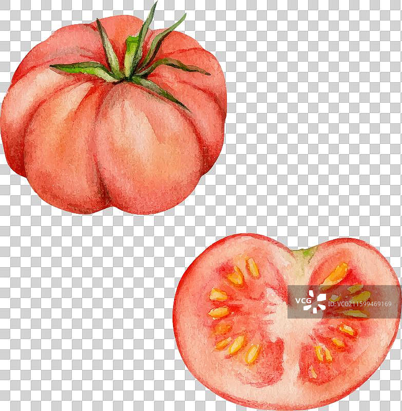 手绘水彩风格的完整红番茄蔬菜图片素材