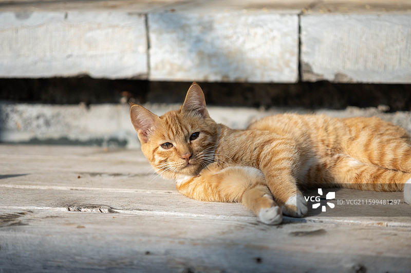 青州古城里的小橘猫-哈基米图片素材