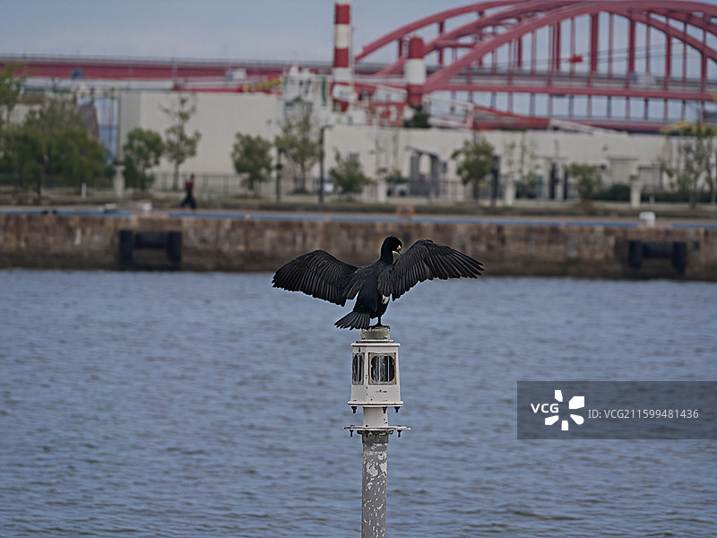 神户马赛克广场是神户港旁的南欧风格商业广场，集购物、餐饮、娱乐于一体，夜景迷人。图片素材