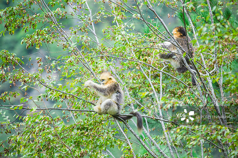 一群猴子中国濒危国家一级保护野生动物金丝猴动物园猴子小猴子图片素材