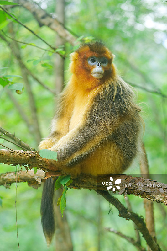 一群猴子中国濒危国家一级保护野生动物金丝猴动物园猴子小猴子图片素材