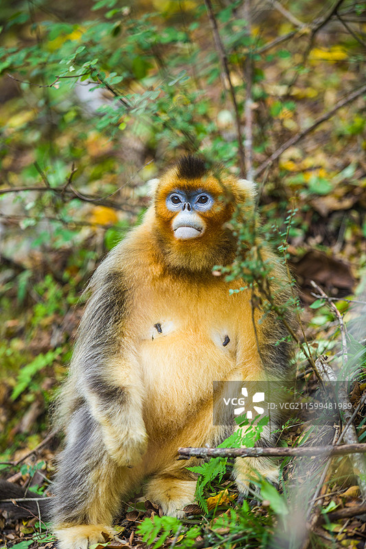 一群猴子中国濒危国家一级保护野生动物金丝猴动物园猴子小猴子图片素材