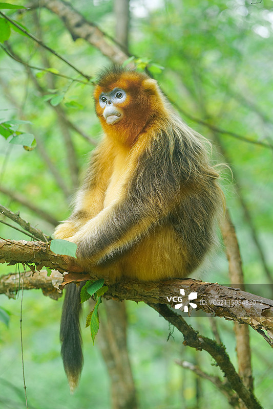 一群猴子中国濒危国家一级保护野生动物金丝猴动物园猴子小猴子图片素材