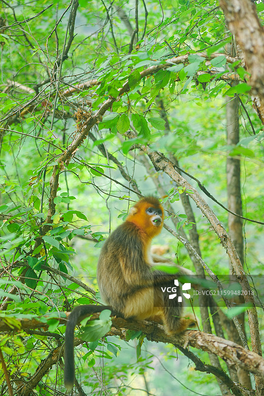 一群猴子中国濒危国家一级保护野生动物金丝猴动物园猴子小猴子图片素材