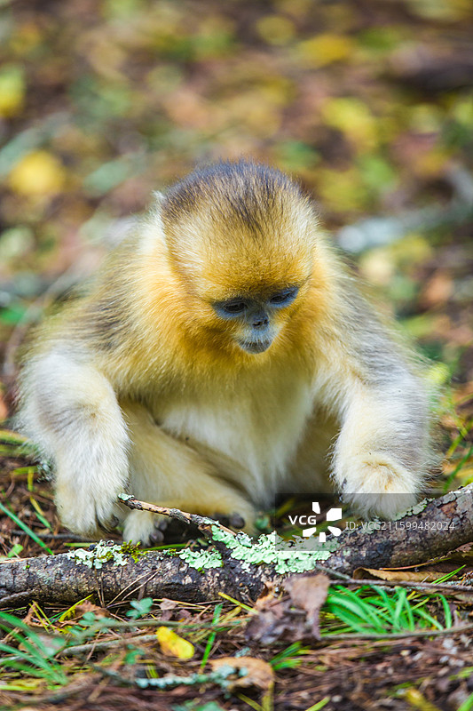一群猴子中国濒危国家一级保护野生动物金丝猴动物园猴子小猴子图片素材