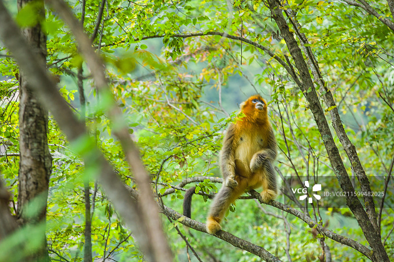 一群猴子中国濒危国家一级保护野生动物金丝猴动物园猴子小猴子图片素材