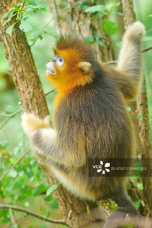 一群猴子中国濒危国家一级保护野生动物金丝猴动物园猴子小猴子图片素材