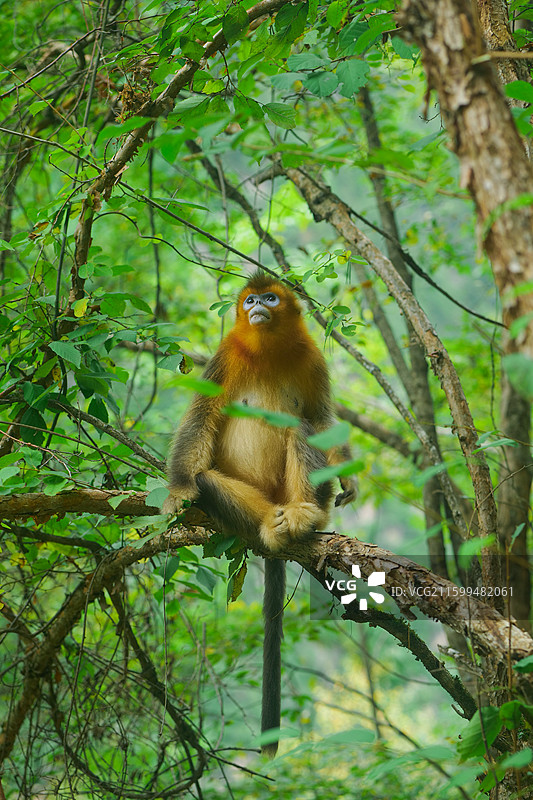 一群猴子中国濒危国家一级保护野生动物金丝猴动物园猴子小猴子图片素材