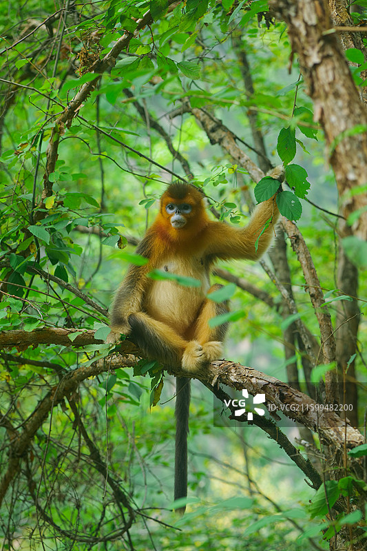 一群猴子中国濒危国家一级保护野生动物金丝猴动物园猴子小猴子图片素材