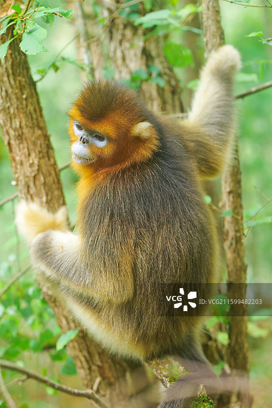 一群猴子中国濒危国家一级保护野生动物金丝猴动物园猴子小猴子图片素材