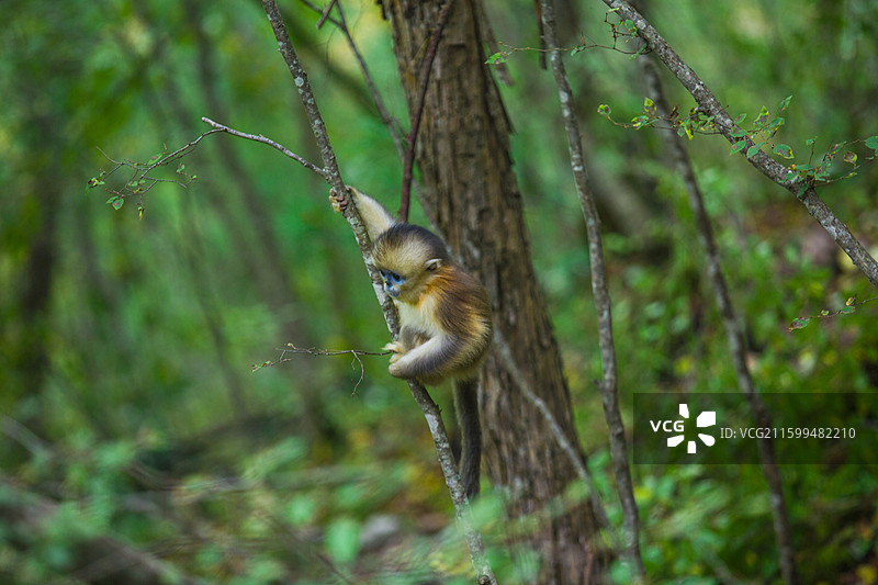 一群猴子中国濒危国家一级保护野生动物金丝猴动物园猴子小猴子图片素材