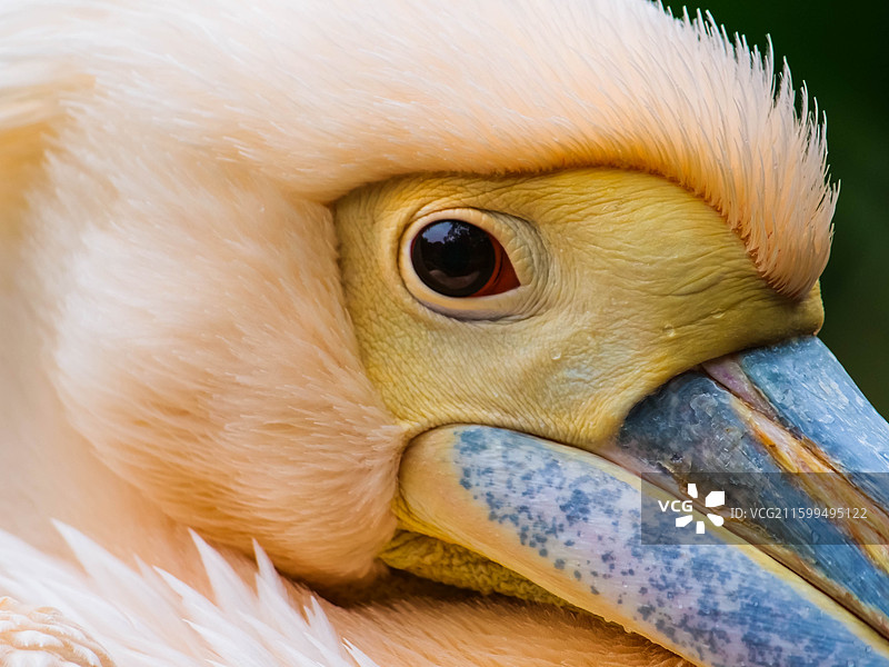 水鸟鹈鹕面部表情眼睛特写图片素材