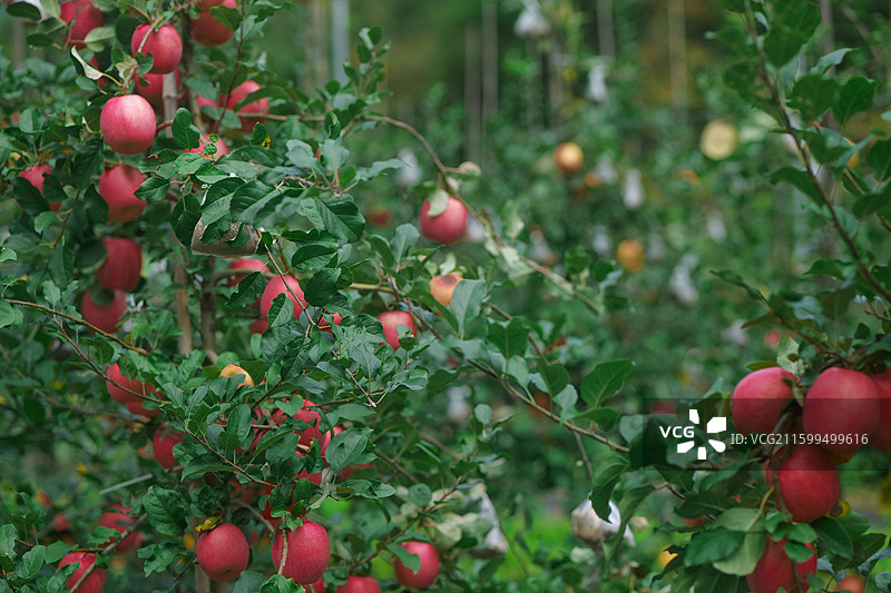 高山种植绿色水果苹果有机三农果园红富士黄色苹果图片素材