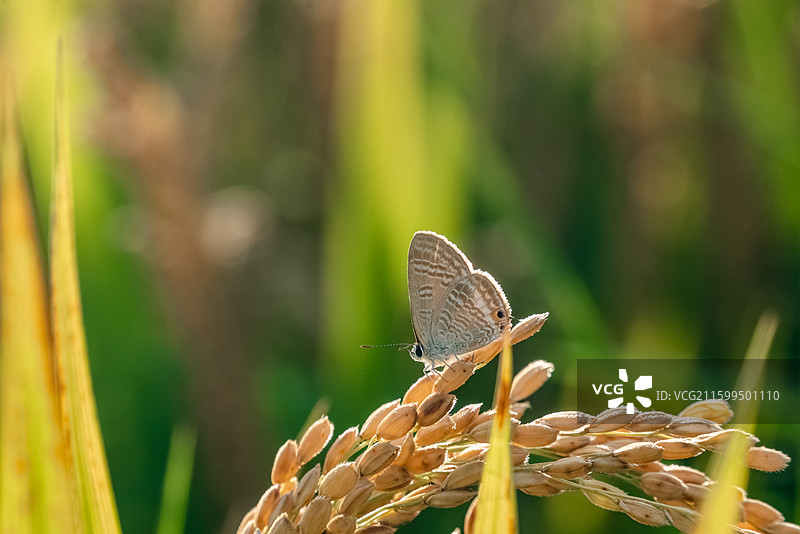 稻穗上的稻弄蝶图片素材