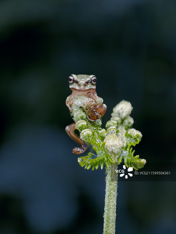 标准照图片素材