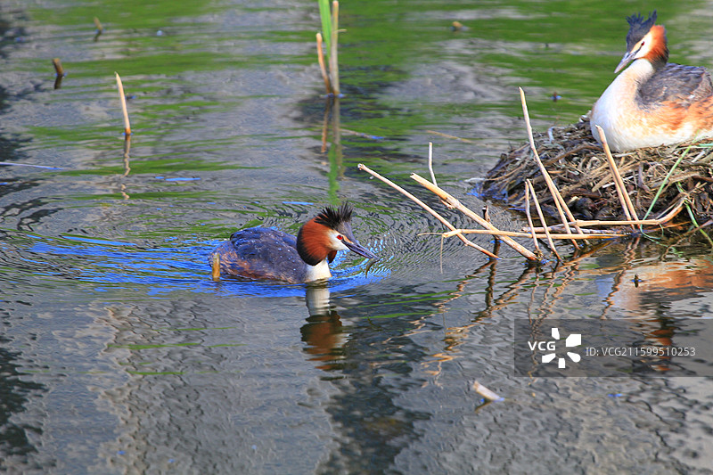 凤头鸊鷉，幼鸟，抱窝，南溪湿地公园，长春，春天图片素材