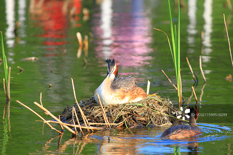 凤头鸊鷉，幼鸟，抱窝，南溪湿地公园，长春，春天图片素材