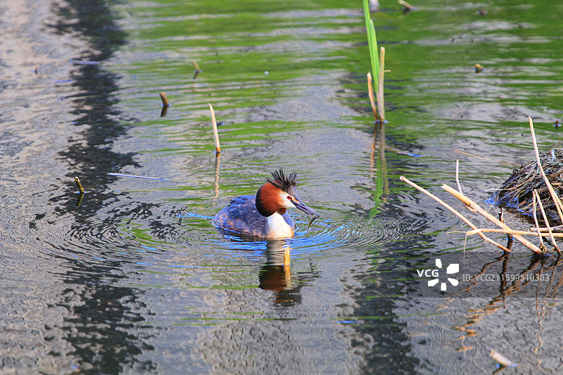 凤头鸊鷉，幼鸟，抱窝，南溪湿地公园，长春，春天图片素材