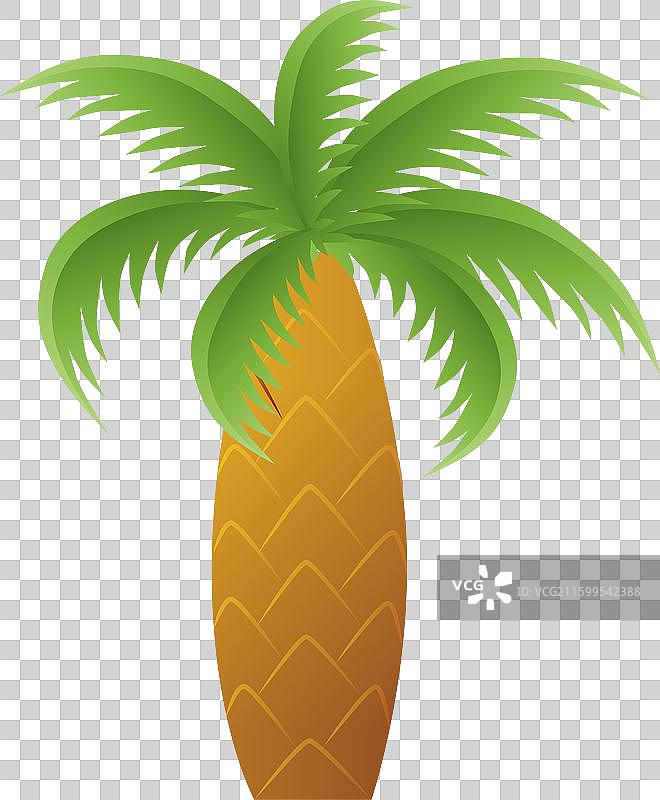 粗壮树干的热带棕榈树，叶子翠绿图片素材