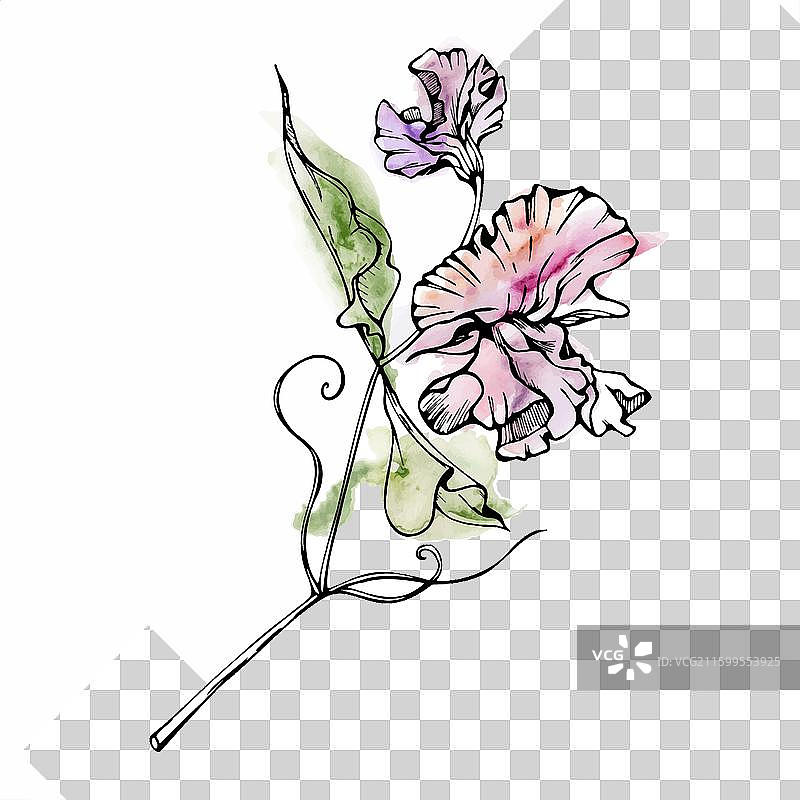 手绘水彩墨水植物花卉图片素材