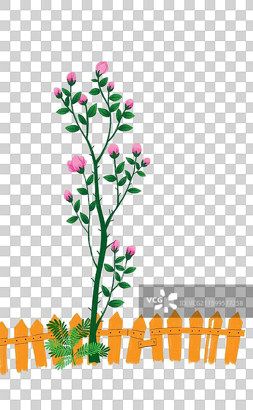 免抠元素 花卉插画 玫瑰花和含羞草图片素材