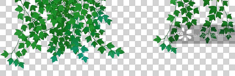 免抠元素 风景插画 下垂的爬山虎图片素材