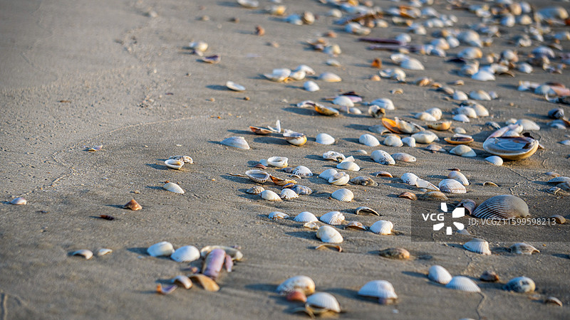 海滩上贝壳的特写镜头图片素材