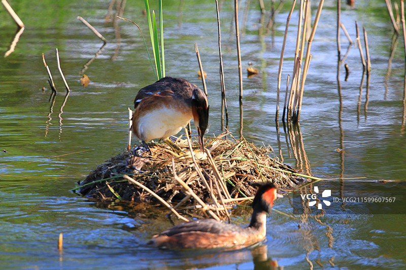凤头鸊鷉，抱窝，翻蛋，对鸟，春天，南溪湿地公园，长春，图片素材