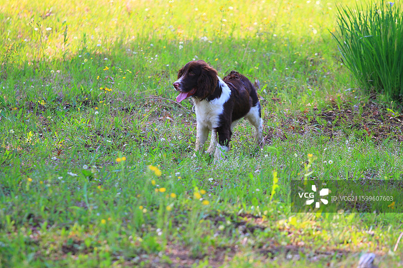 狗，长春，南溪湿地公园，春季，图片素材