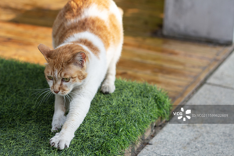 可爱的黄色大橘猫图片素材