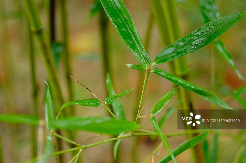 秋天秋雨秋景。雨中翠竹特写。绿色清新背景图设计素材图片素材