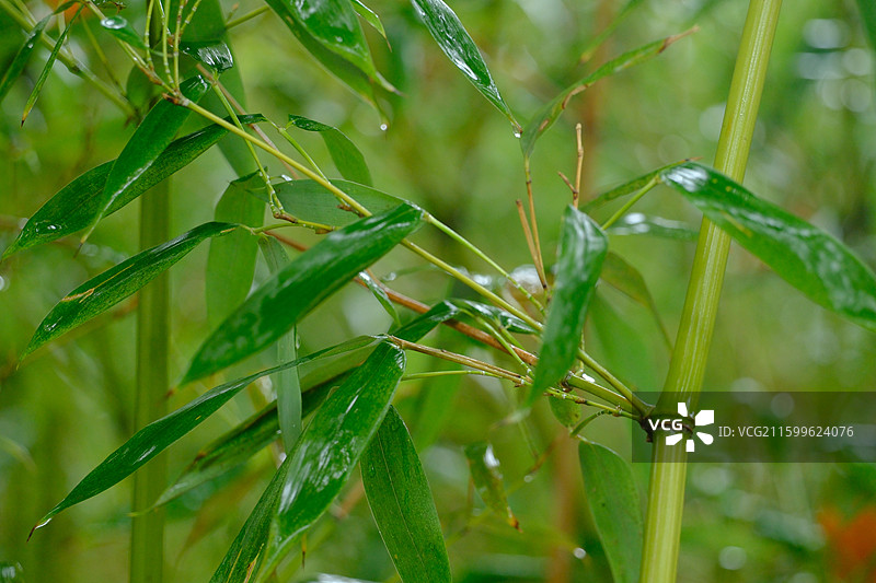 秋天秋雨秋景。雨中翠竹特写。绿色清新背景图设计素材图片素材