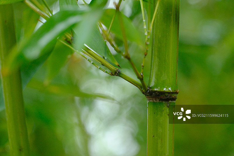 秋天秋雨秋景。雨中翠竹特写。绿色清新背景图设计素材图片素材