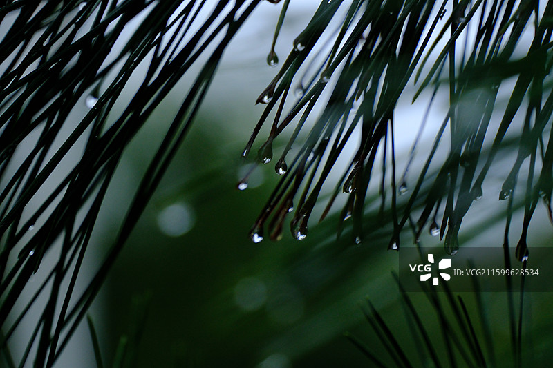 秋天下雨天里的松针松树雨滴雨水特写。高清风景清新背景图图片素材