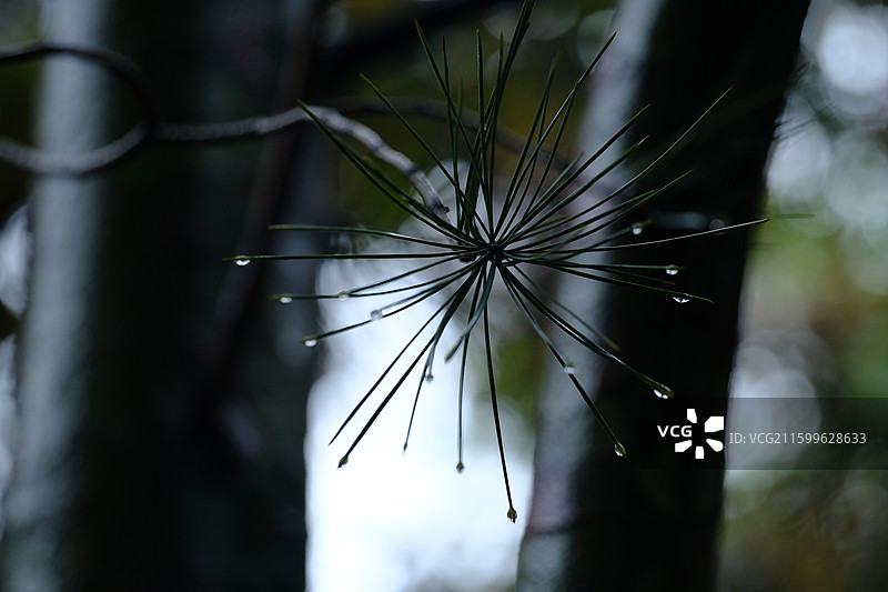 秋天下雨天里的松针松树雨滴雨水特写。高清风景清新背景图图片素材