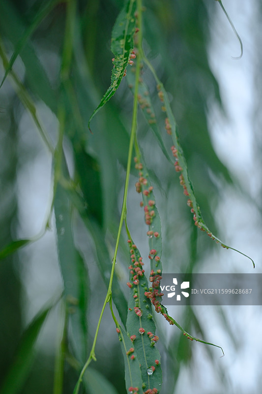 秋天下雨天长满虫瘿的柳条柳树柳叶。雨水雨滴植物虫卵科普图图片素材