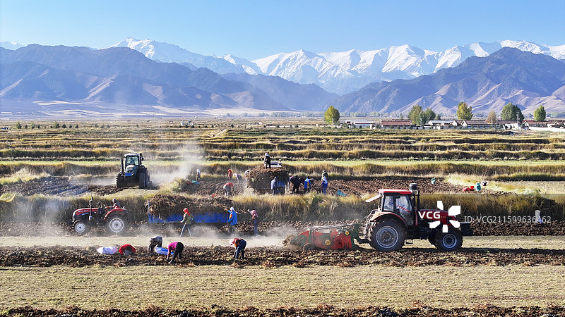 2025年10月19日，在祁连山下的甘肃省张掖市民乐县南丰镇何庄村，药农们忙着采收黄芪。图片素材