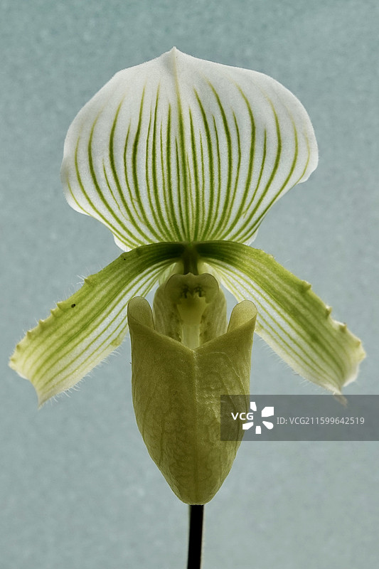 兰之猗猗，扬扬其香图片素材